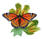 papillon_sur_feuille_437.gif