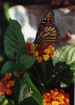 monarch_20butterflyb_114.jpg