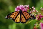 monarch2_193.jpg