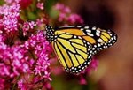 monarch3_609.jpg