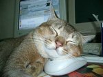 le_chat_et_la_souris_211.jpg