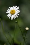 fleur_532.jpg