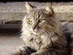 cats.9_253.jpg