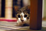 cats.10_464.jpg