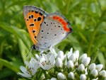 butterfly_547.jpg
