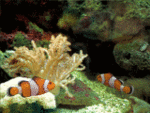 19-simple08_fish_111.gif
