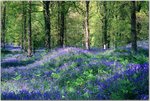 Bluebells, The Royal Forest Of Dean, Gloucestershire, England.jpg