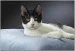 Chester, Domestic Shorthair.jpg
