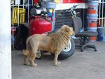 lion1.jpg