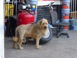 lion2.jpg