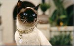siamese2.jpg