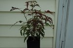 DSC_1858.JPG