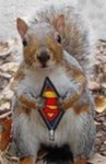 Supersquirrel.jpg