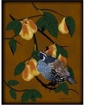 Partridge in a Pear Tree B.jpg