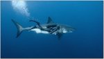 99_great_white_shark_guadalupe_islandM_mexique.jpg