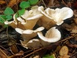 oystermushroom_135.jpg