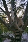 lemur4_166.jpg