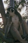 lemur3_131.jpg