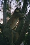 lemur2_167.jpg