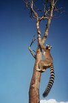 lemur_193.jpg