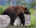 sleepygrizzlybear226709.jpg