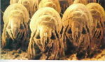 dust_mite-1.jpg