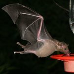 Lesser-Long-nosed-Bat-1.jpg