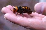 asian hornet.jpg