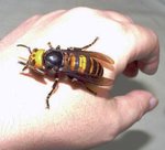 asian-giant-hornet.jpg