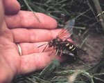 cicada_killer-13.jpg