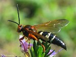 cicada_killer_03_med1.jpg