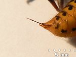 Stinger_of_an_european_hornet.jpg