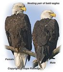 pair-eagles.jpg