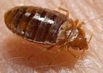 Bed bug.jpg