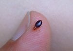 bed_bug_14.jpg