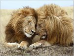 Affectionate Lions, Masai Mara National Reserve, Kenya.jpg