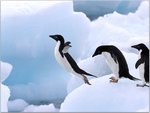 Adelie Penguins, Antarctic Peninsula.jpg