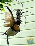 nephila maculata.jpg