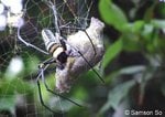por32-wc-spider.jpg