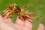 camel-spider-iraq.jpg