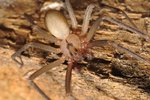 brown_recluse1.jpg