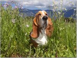 Basset Hound in Wild Phlox, California.jpg