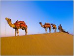 Camels, Thar Desert, India.jpg