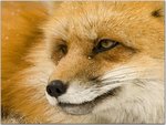 Close-Up of a Red Fox.jpg