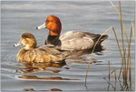 Birds_30_Redheads, 1980_Robert Bateman_sqs.jpg