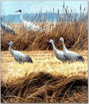 Birds_28_Sandhill and Whooping Cranes, 2001_Robert Bateman_sqs.jpg