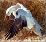 Birds_17_Snow Goose Mantling, 2001_Robert Bateman_sqs.jpg