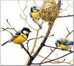 Birds_58_Blue Tits and Great Tit, 2001_Robert Bateman_sqs.jpg