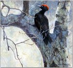 Birds_60_Black Woodpecker, 2001_Robert Bateman_sqs.jpg