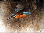 Birds_61_European Kingfisher, 2001_Robert Bateman_sqs.jpg